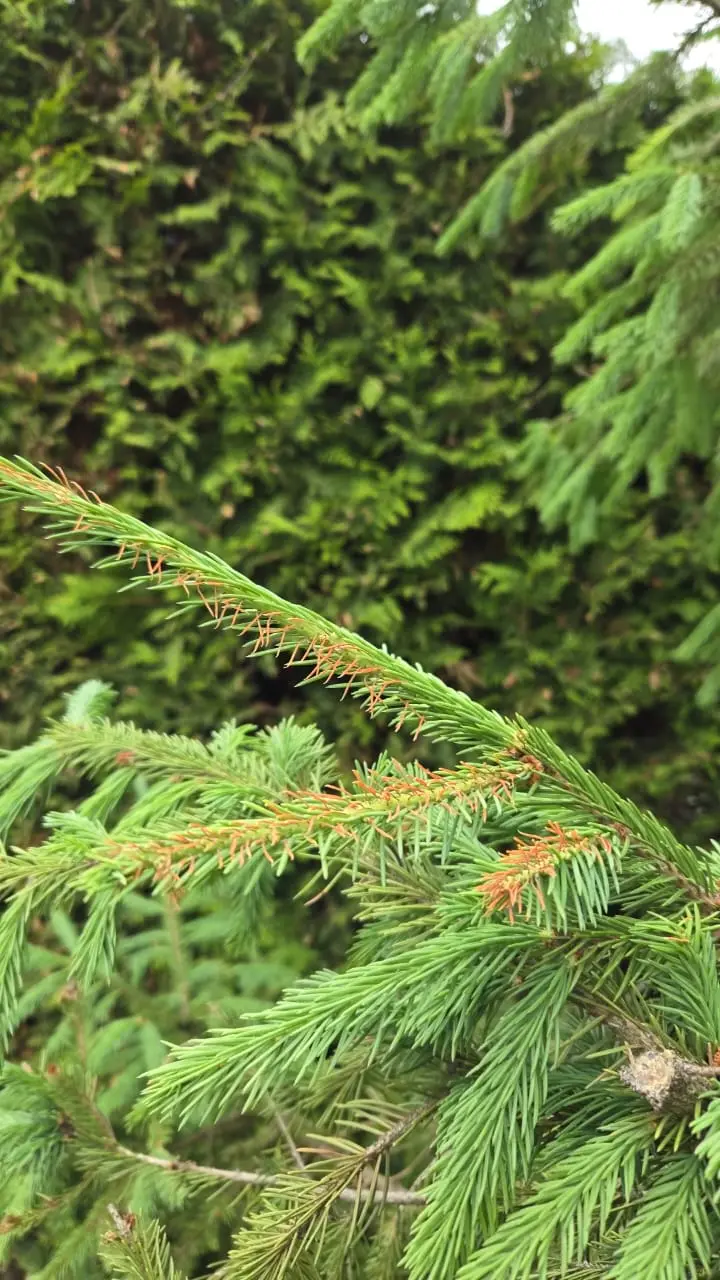 Сирококкоз ели в г. Ликино-Дулёво