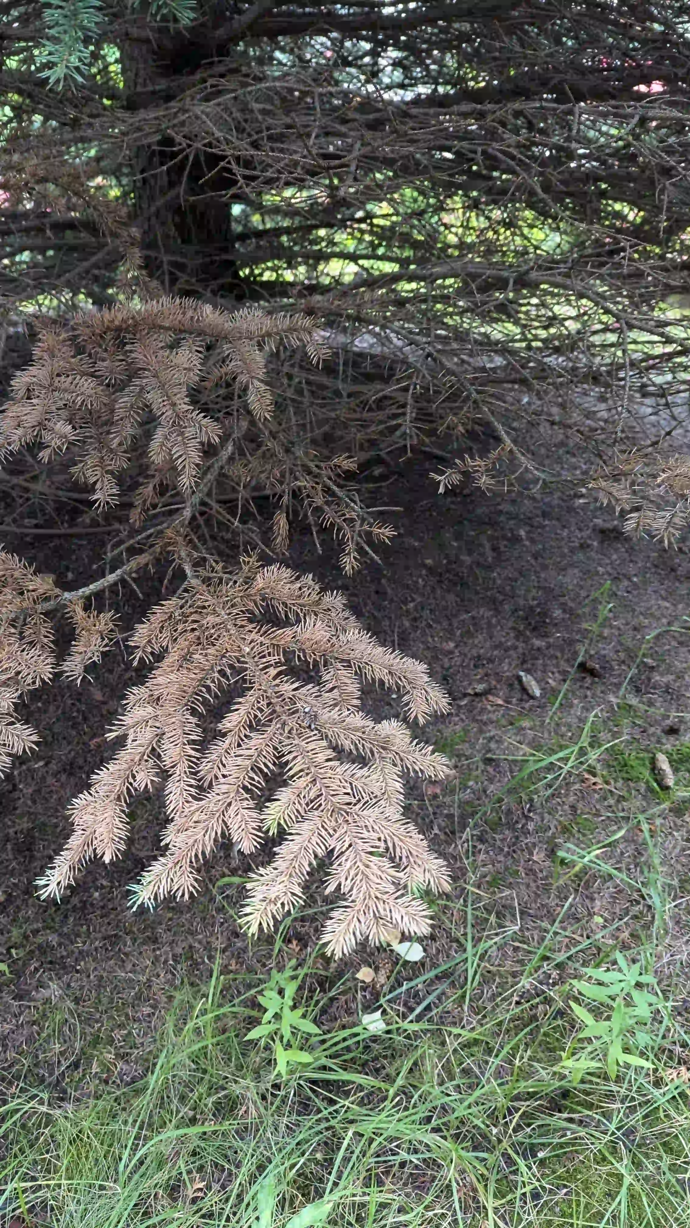Болезни нижнего яруса в г. Ликино-Дулёво