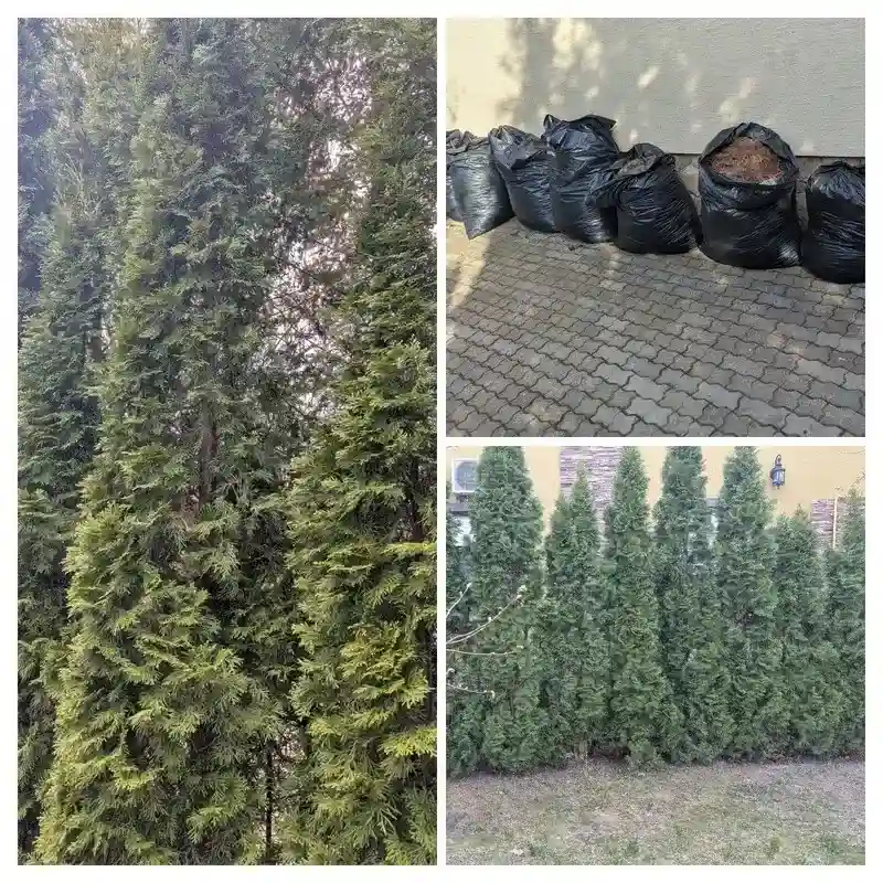 Восстановление туй в г. Ликино-Дулёво
